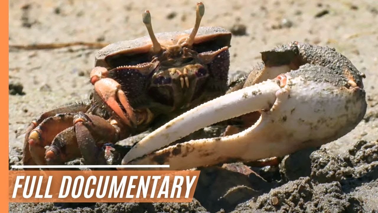 Explore the Magical and Fascinating Time of Spring with Breathtaking Images | Full Documentary