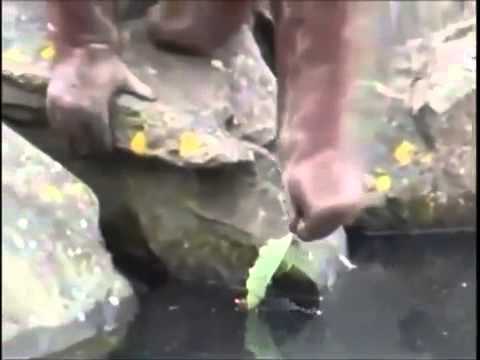 Orangutan save a chick.