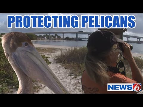 Florida Trend Video Pick - Video