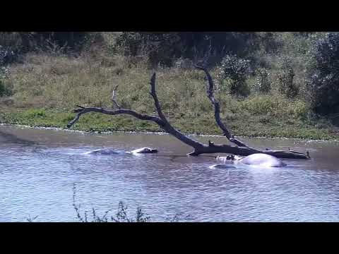 Djuma: Hippos - 11:57 - 05/26/2023