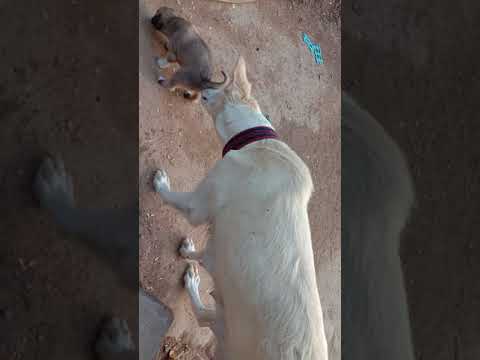 my dogs part 3 video
