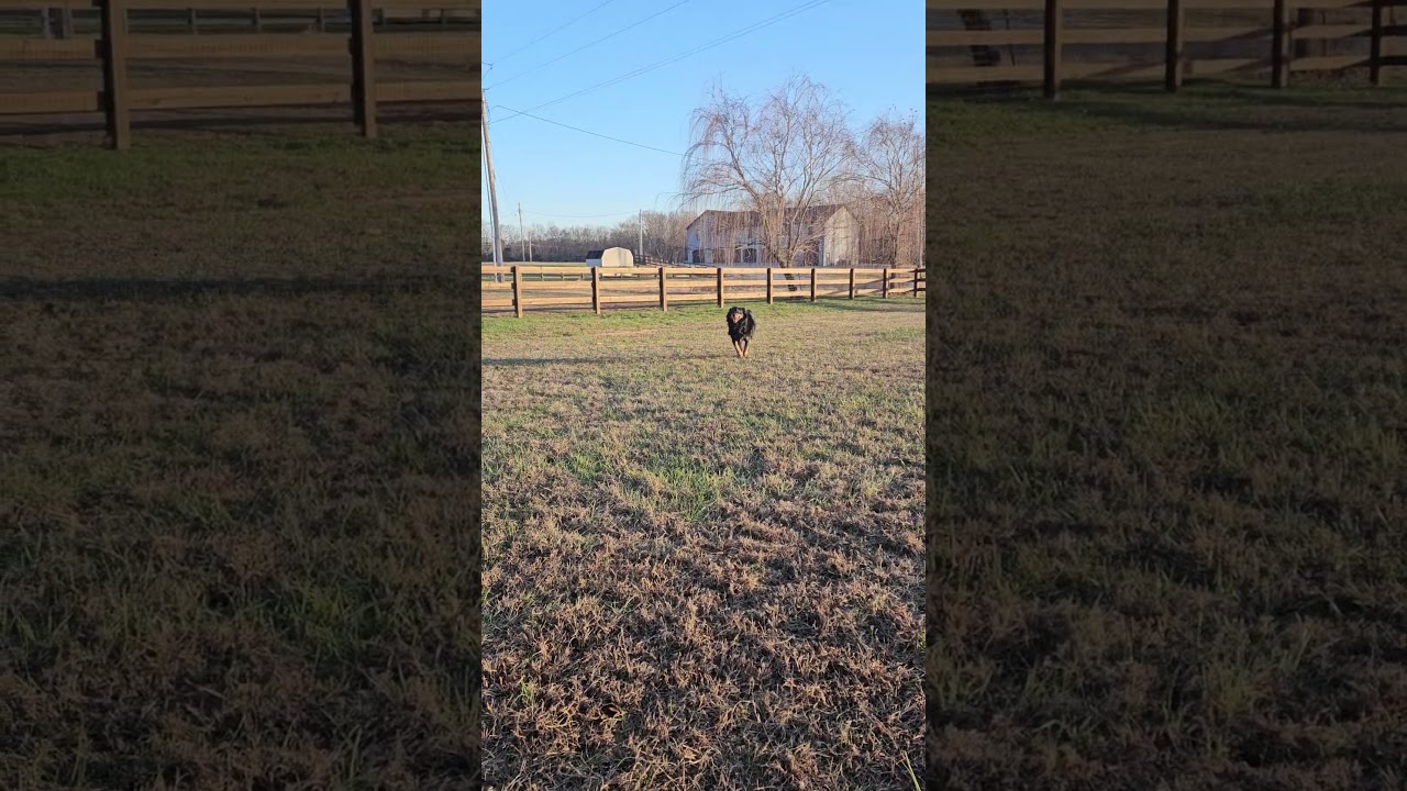 Enlarge Jovie Noel, a ADOPTABLE mixed breed in Franklin, TN video 6/6