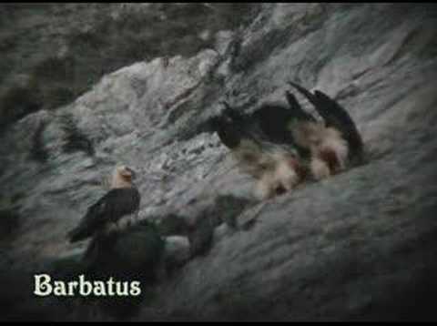 Quebrantahuesos - cópula -