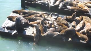 preview picture of video 'Sea Lions Pier 39 Fisherman's Wharf San Francisco California'