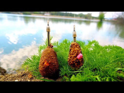 Pecanje Šarana i debele Babuške,brat protiv brata ! Method ili Hybrid !?