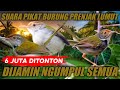 Suara Pikat Prenjak Lumut Dijamin Ngumpul Semua