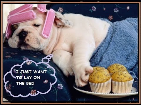 TOP 10 LAZY DOG BREEDS.....