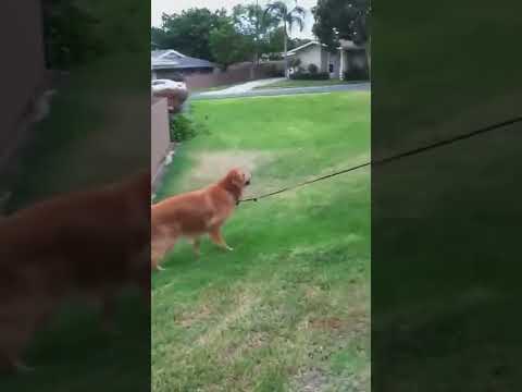 dog slipping in ground 😂😃 #funny #dogs #pets #celus 😱