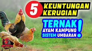 Download lagu 5 ADVANTAGES and DISADVANTAGES OF FREE-RANGE CHICKEN FARMING (EXTENSIVE) mp3