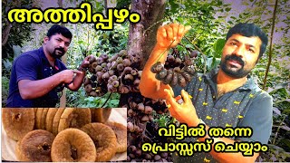 how to make dry fig fruit - athipalam - dry fig fruit in malayalam/ fig fruit village style cooking