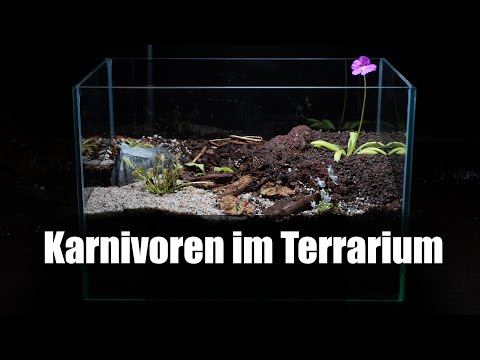 , title : '#109 Terrarium mit fleischfressenden Pflanzen anlegen, richtige Pflanzauswahl & passende Einrichtung'
