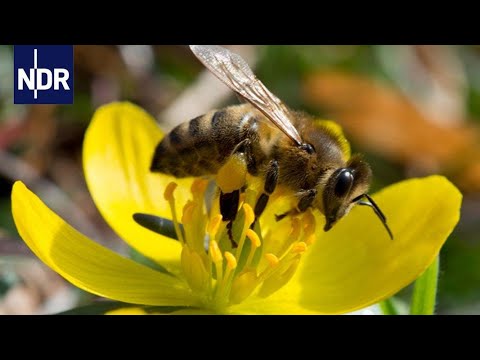 , title : 'Imkerei: Mit Herz und Seele für die Bienen | die nordstory | NDR Doku'