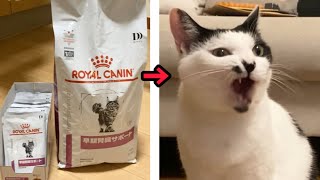高級フードセットを食べた猫の反応