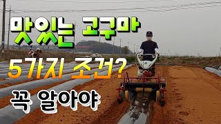 최고로 맛있는 고구마 재배  5가지 조건 ? 고구마 심기전 꼭 알아야  sweet potato cultiva…