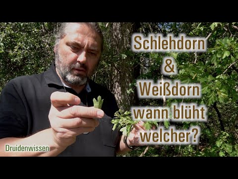 Schlehdorn & Weißdorn wann blüht welcher?