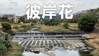 京都【高野川の彼岸花】ヒガンバナは、別名「曼珠沙華」が最もよく知られるが、他にも「リコリス」など多くの呼び名がある（2025年10月3日）