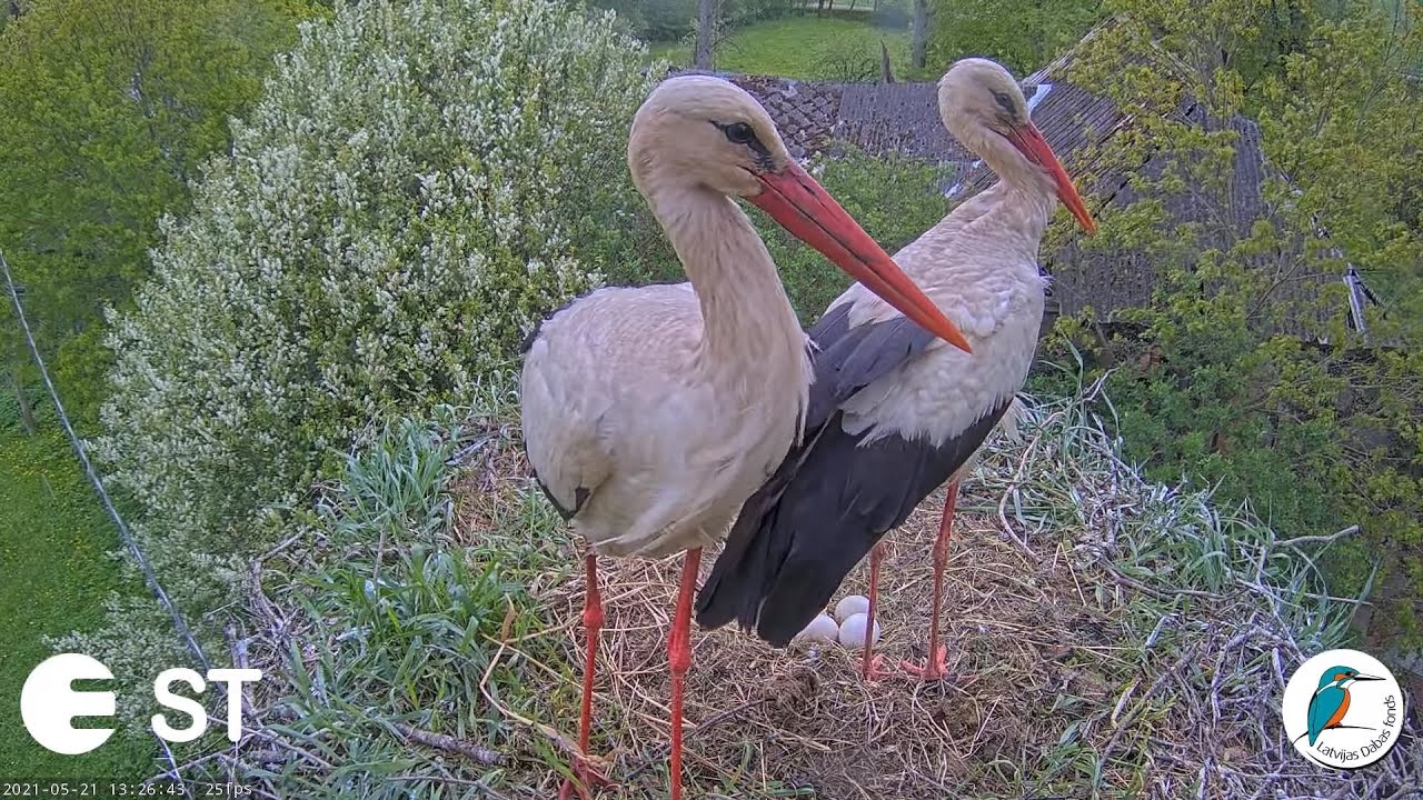 Video: Tiešraidē redzamie baltie stārķi Fāze un Volts sagaida pirmo cālēnu