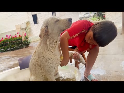 Quand votre chien ne veut pas prendre de bain Réaction amusante d'un chien