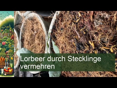 Lorbeer vermehren