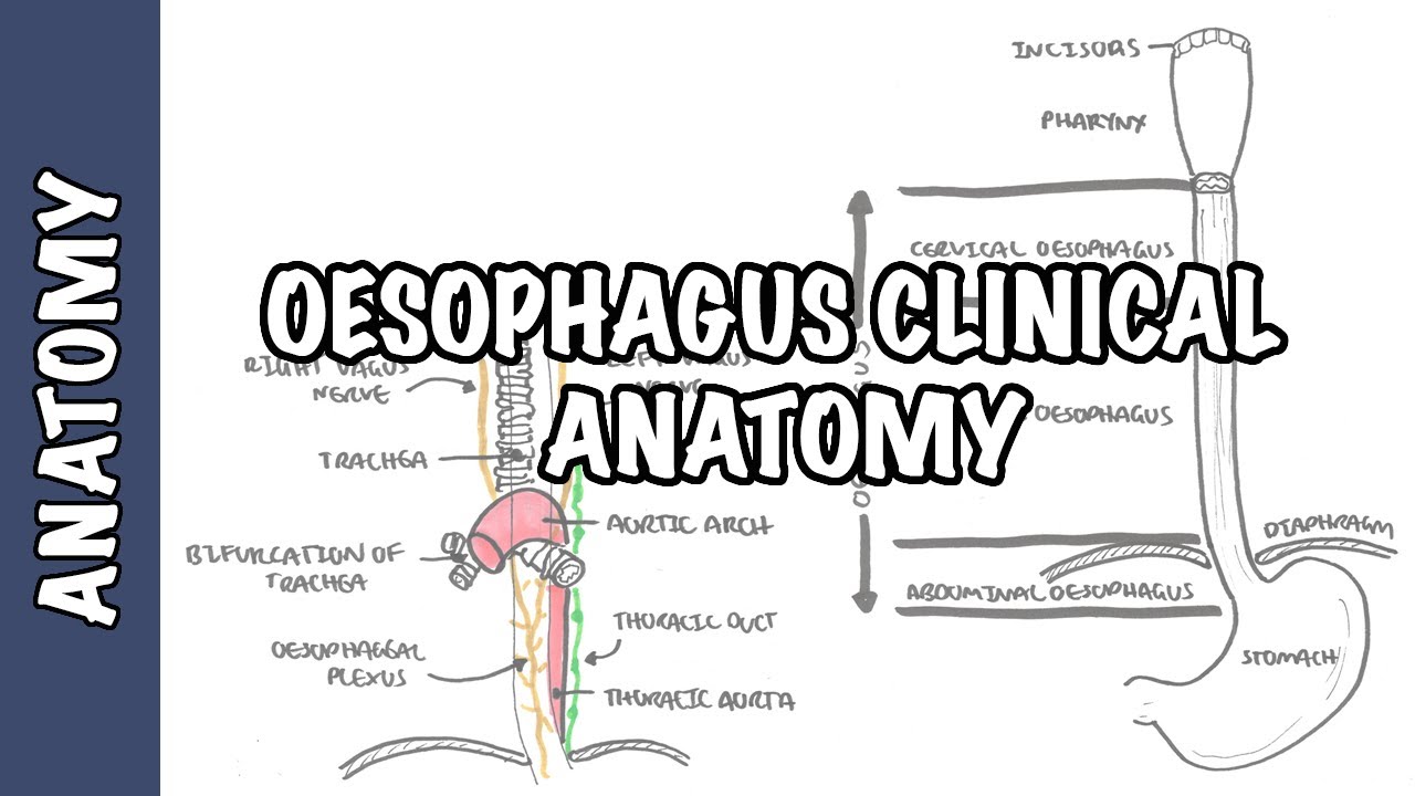 The Oesophagus (Esophagus) - Clinical Anatomy