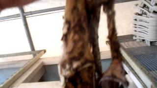 Worm Composting....Worms eat my garbage....And old cotton clothes!