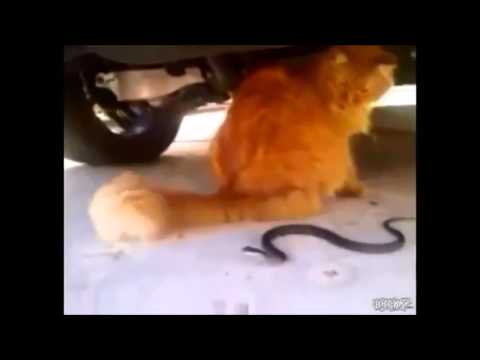 Funny Cats Don't die by laughing  11