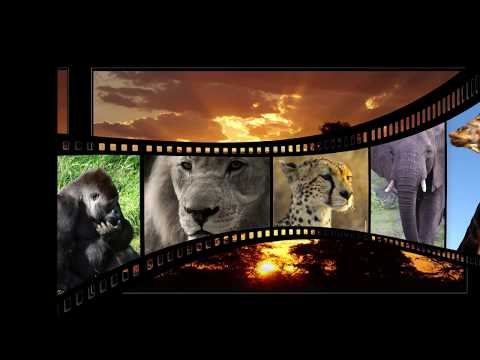 Real Animal Sounds