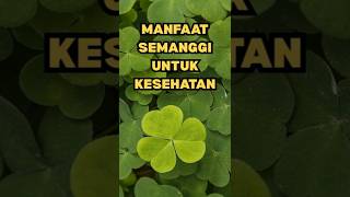 Download lagu 4 Manfaat SEMANGGI Untuk Kesehatan Yang Jarang Orang Tahu #gayahidupsehat mp3