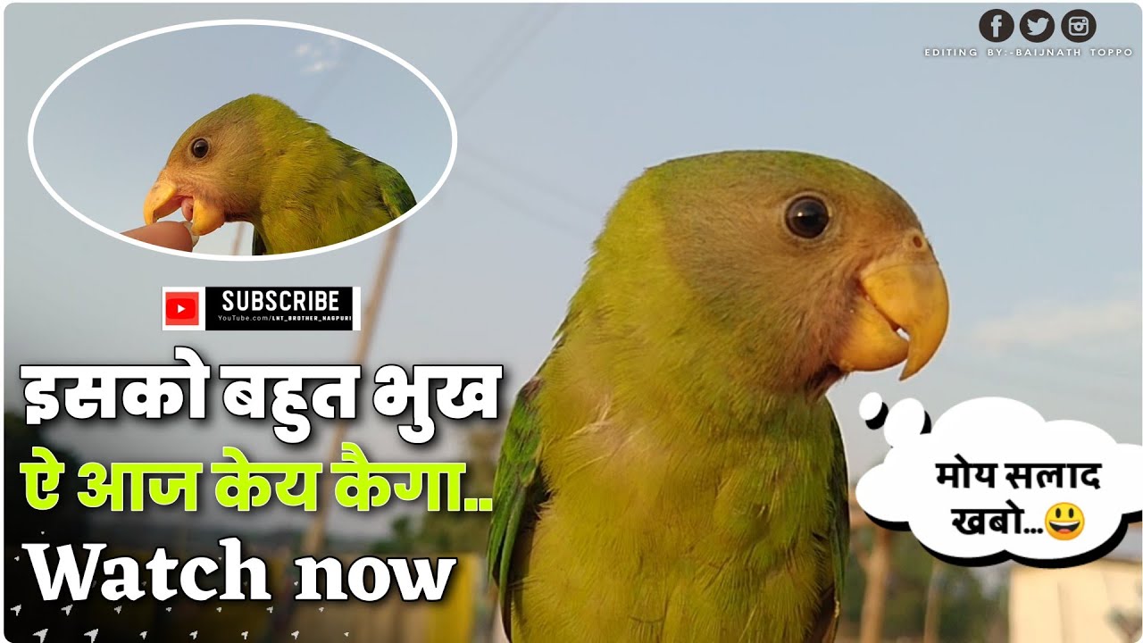 ऐ तोता को लगा है || Nagpuri Vlog || Vlog Video Nagpuri Hd 2021 || मेरा उंगली का रहा