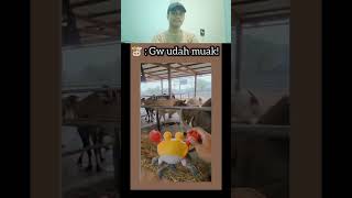 Download lagu 🐮Gue Udah Muak #ngakak #lucu mp3 Download lagu 🐮Gue Udah Muak #ngakak #lucu mp3