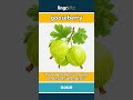 gooseberry - a small green or red fruit... video thumbnail