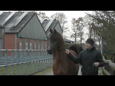 Tribute AJ Portofino