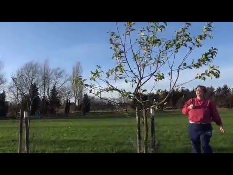 Finkenwerder Herbstprinz Apfelbaum schneiden im Obstgarten Rosenweide