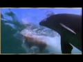 Zeus And Roxanne Dolphin