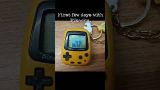 Few days withPikachu #pokemonchannel #pokemon #shinypokemon #pikachu #pokemonlegendsza #pokemoncards