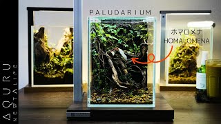 木の根から生えるホマロメナのパルダリウムレイアウト│Setupt the paludarium of Homaromena