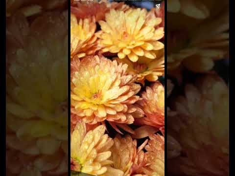 Beautiful Flowers #flowers #beautiful #beautifulflowers