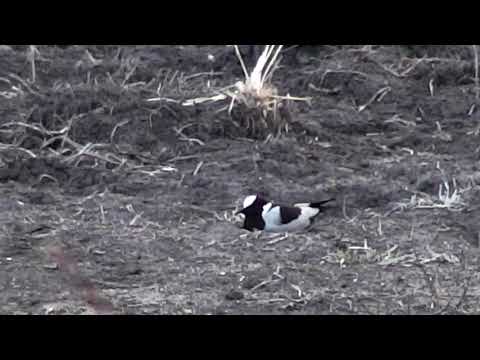 Djuma: Blacksmith Lapwing sitting on nest - 05:30 - 11/12/18