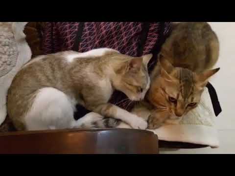 Cute cat's bonding after a fight