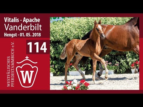 114 Vanderbilt HF v. Vitalis - Apache