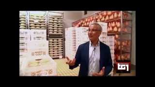 TG 1 Speciale del 29/11/2015 - Fattoria della Piana