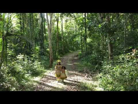 Hutan Gunung Meja - Papua Barat, Indonesia
