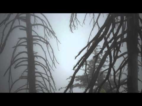 La Belle Fleur Sauvage