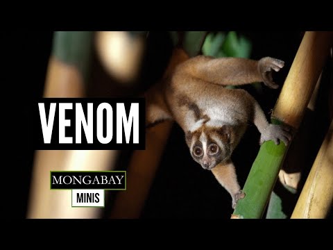 Slow lorises bite each other, new study reports - YouTube