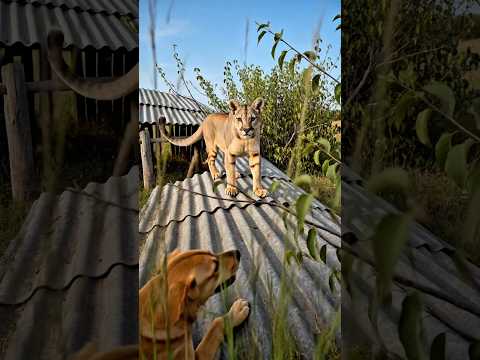 Uma onça parda foi vista na zona rural de Glória Bahia!