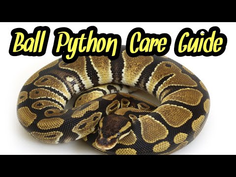 Ball Python Care Guide | Ball Pythons for Beginners |