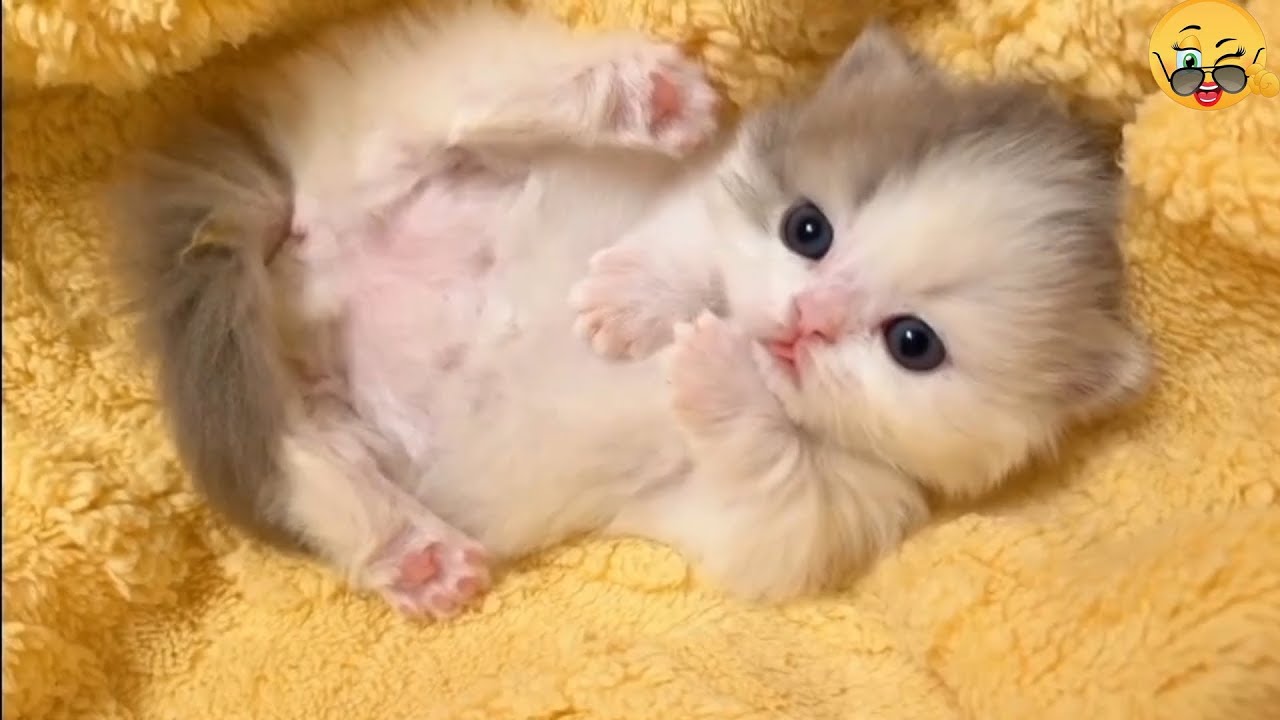 Funniest Cats And Dogs videos 🐶🐱 #funny #animals #cuteanimals 2024 #part41