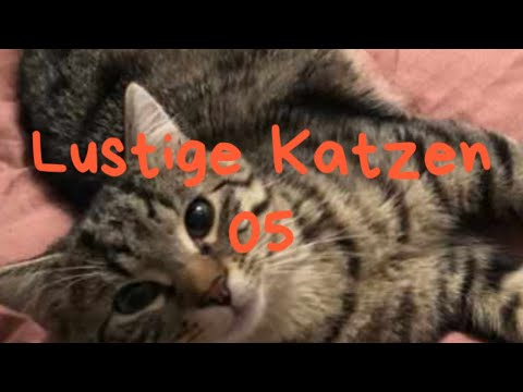 Lustige Katzen 05