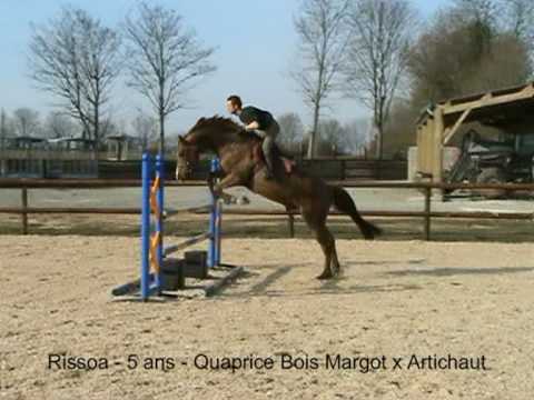 Rissoa stallion by Quaprice Bois Margot - 5 year's old