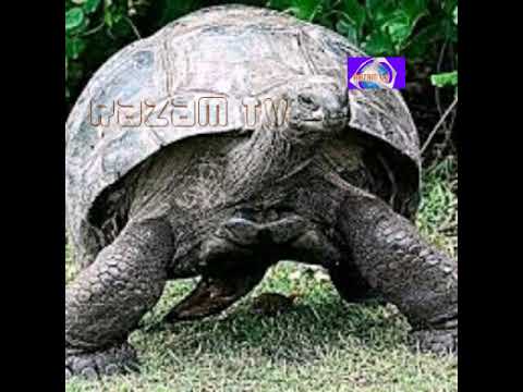 Kobe NA maajabu yake utashangaa